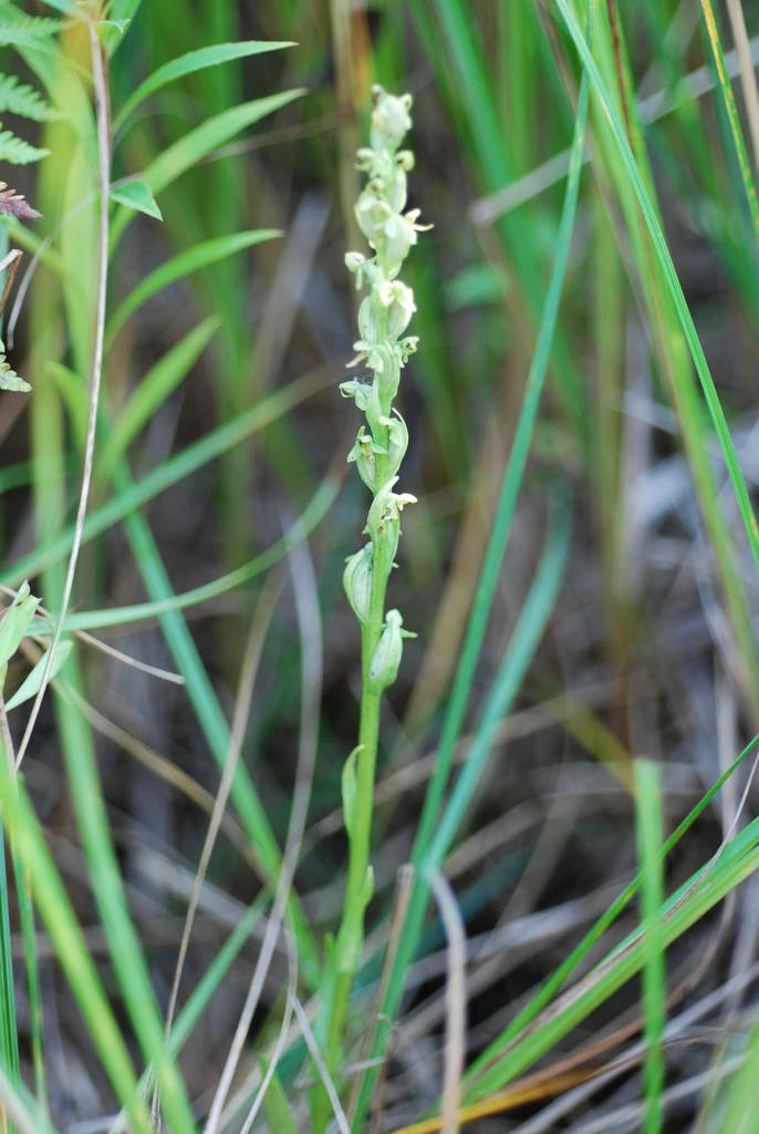 Spike of flowers (Monroe County, NY)-Early Fall