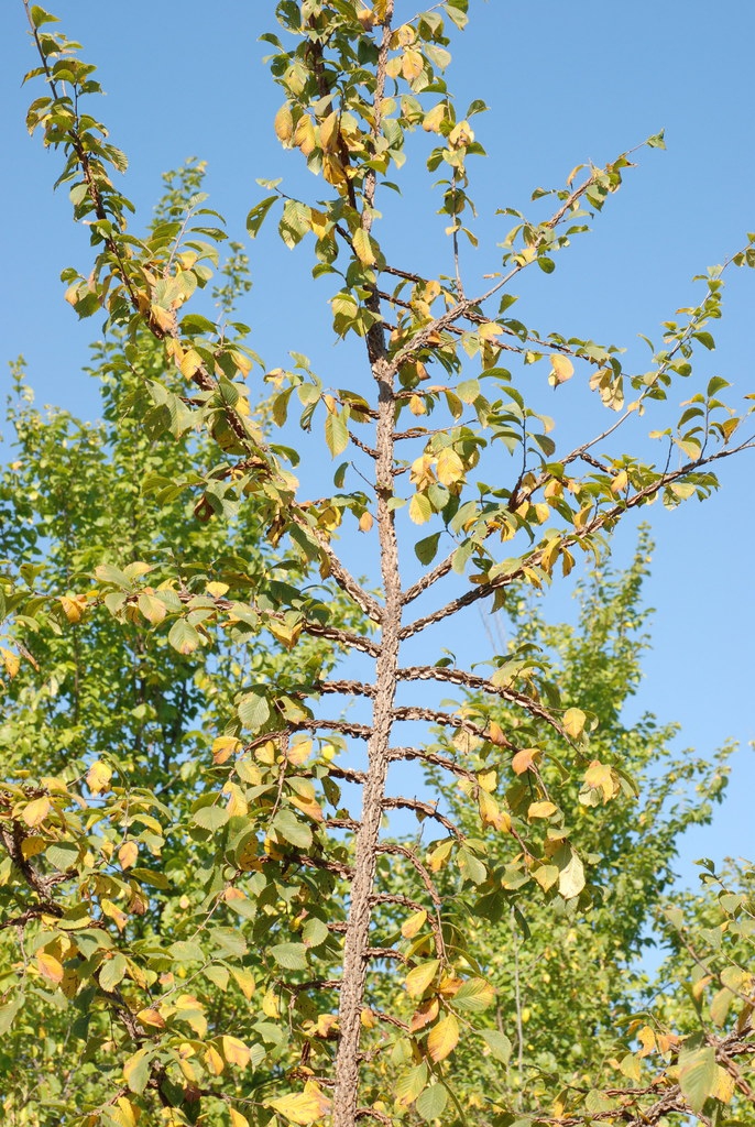 Branch (Brighton, NY)-Mid Fall
