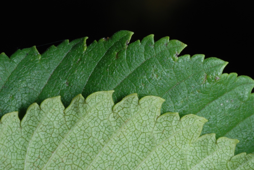 Serrated leaf margin (Brighton, NY)-Mid Fall