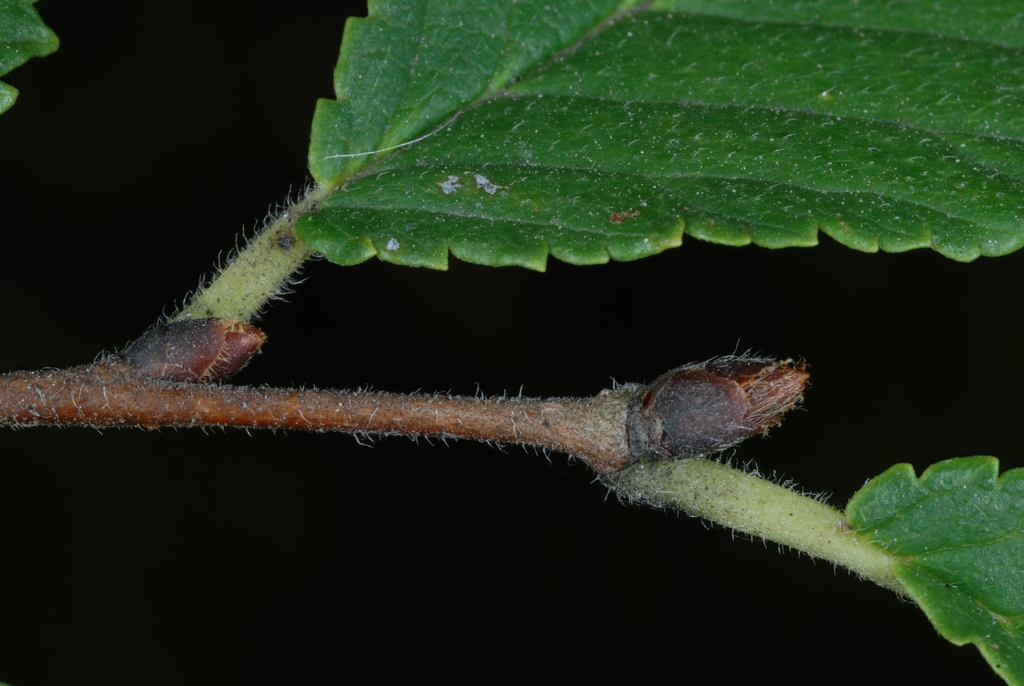 Hairy stem and end bud (Brighton, NY)-Mid Fall
