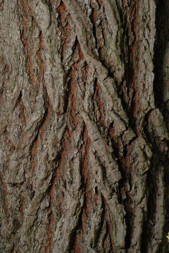 Bark close-up (Brighton, NY)-Mid Fall