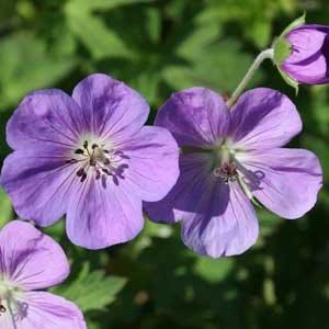 Geranium 'Rozanne'