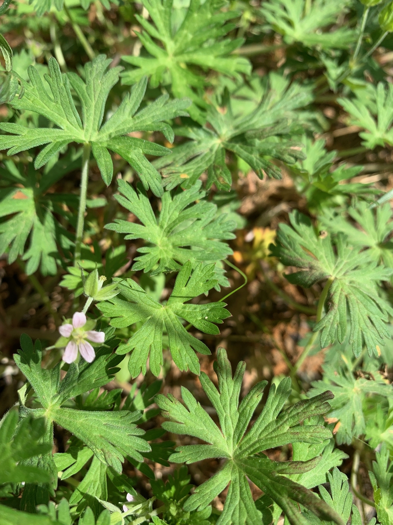 flower, spring, Union County, NC