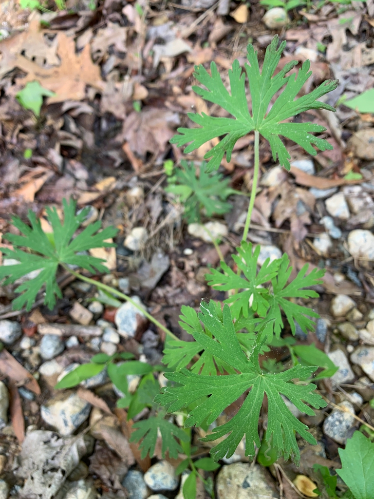 leaves, spring, Uniuon County, NC