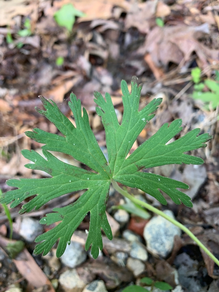 leaf detail, Union County, NC
