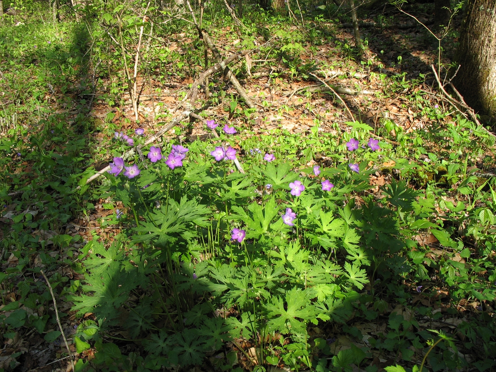 Great Smoky Mts National Park