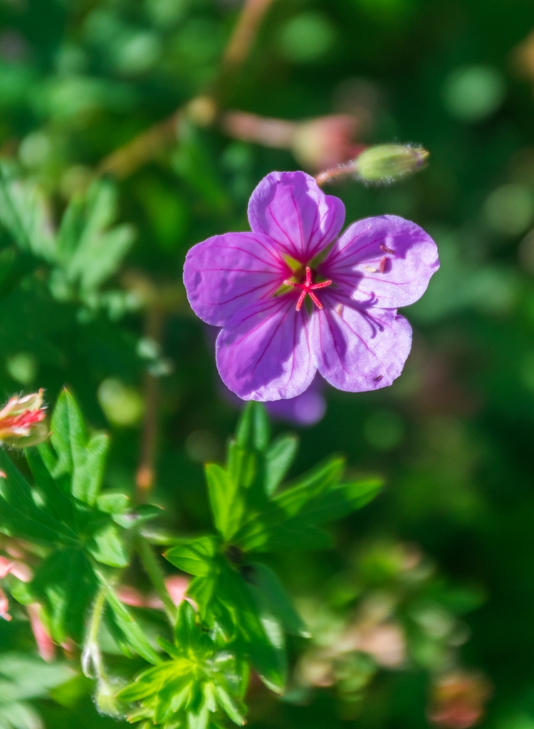 Flower detail