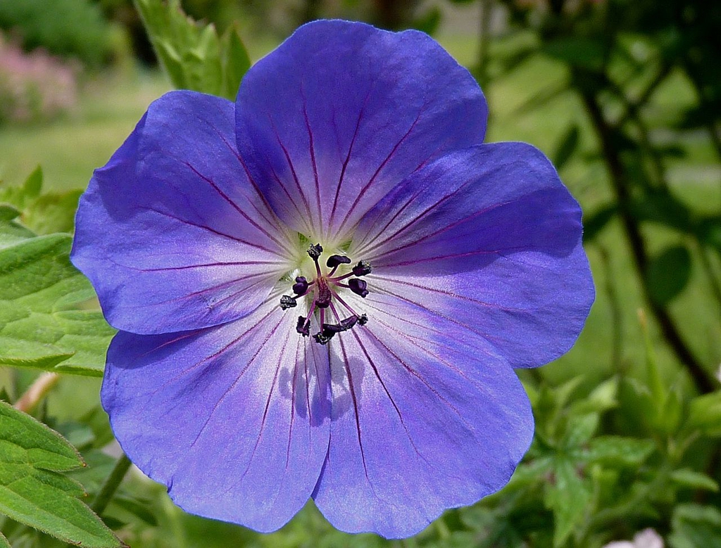 Close up of flower