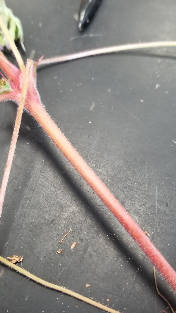 Red stem with white hairs