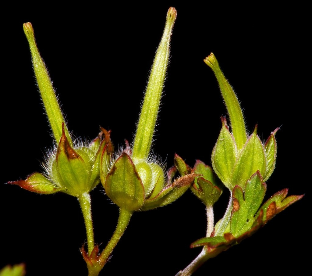 Fruit detail