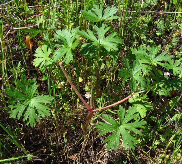 Leaves, form