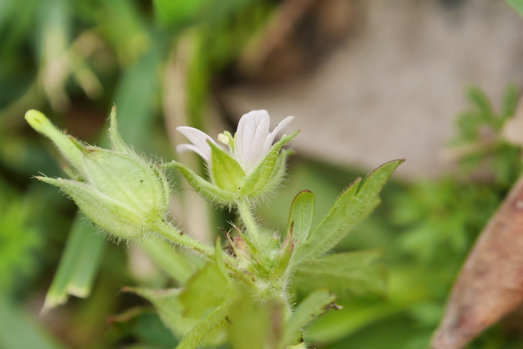 Sepals and stems with hairs