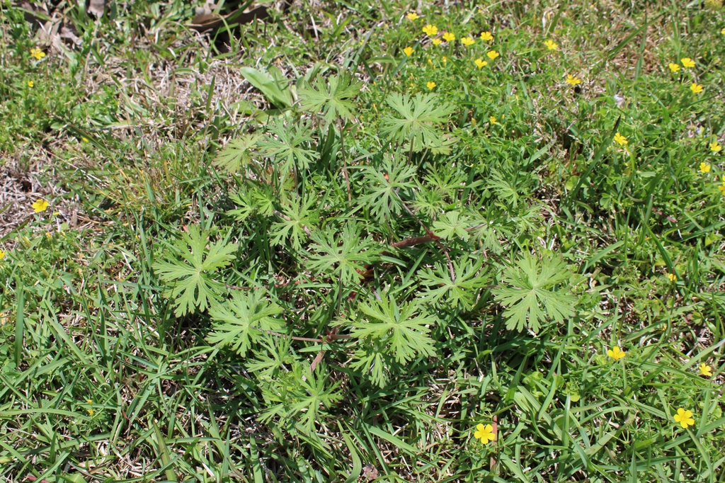 Plant