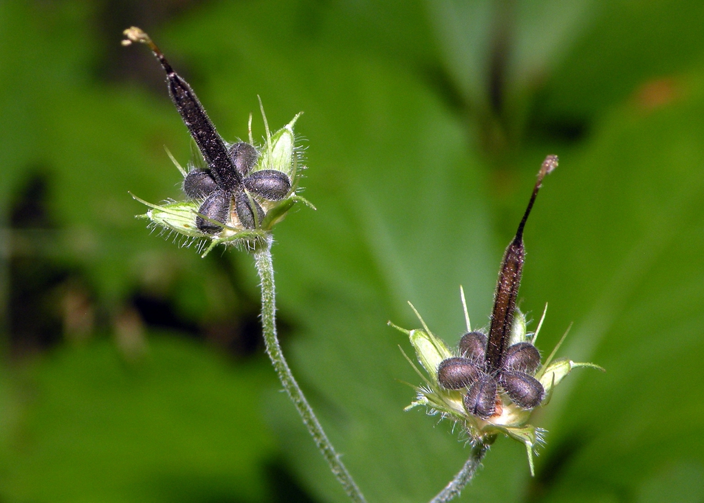 Seeds