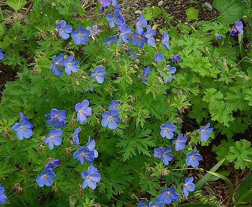 Blue flowers and form