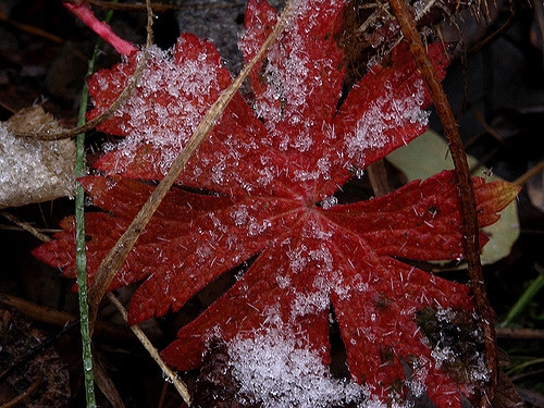 Red fall leaf color