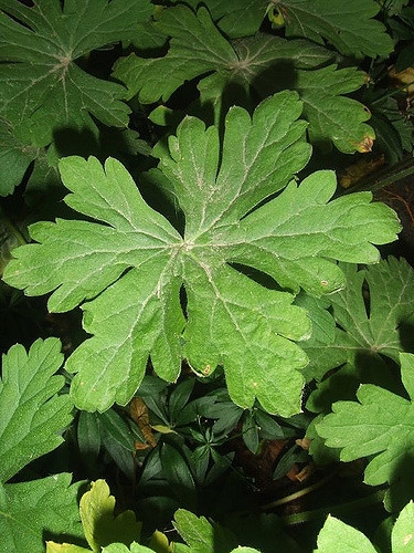 Geranium manculatum leaf