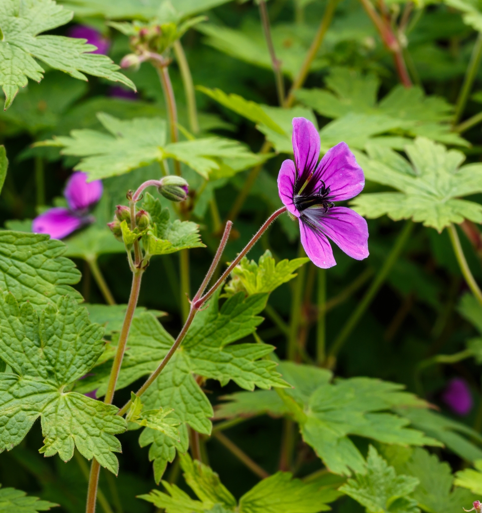 Form in bloom