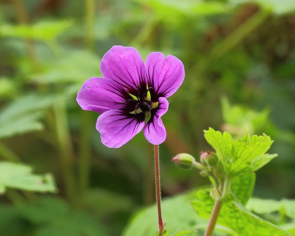 Flower detail