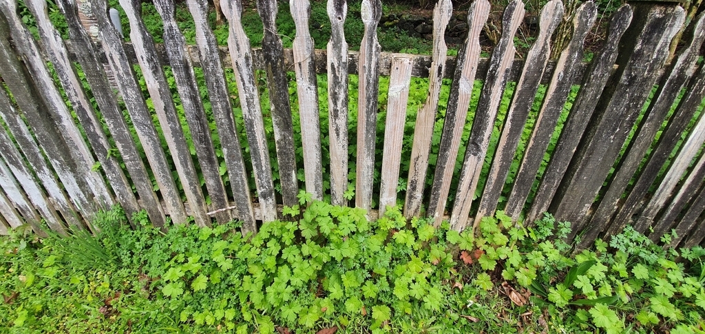 As a ground cover
