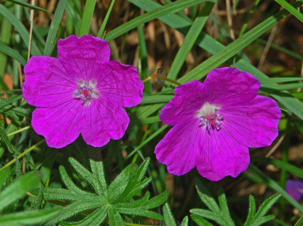 Flower detail