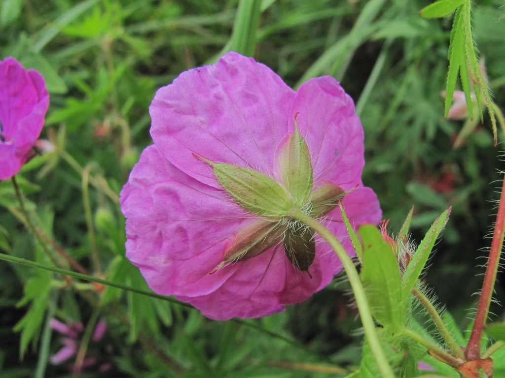 Back of flower and stem with hairs