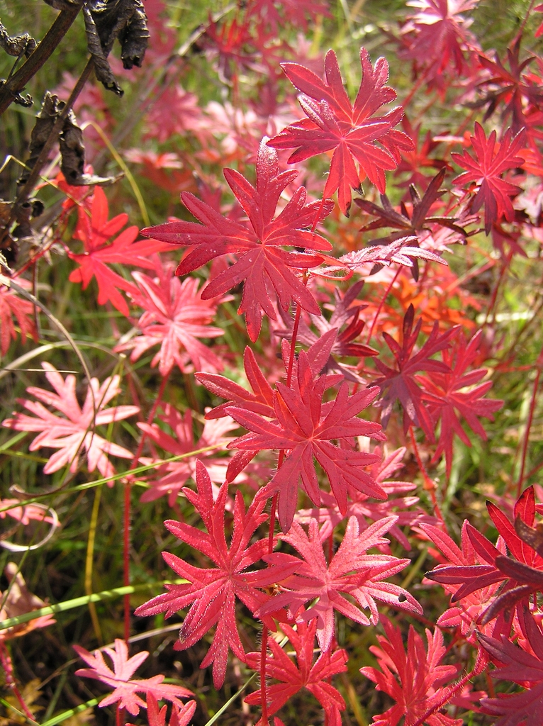 Red fall folliage