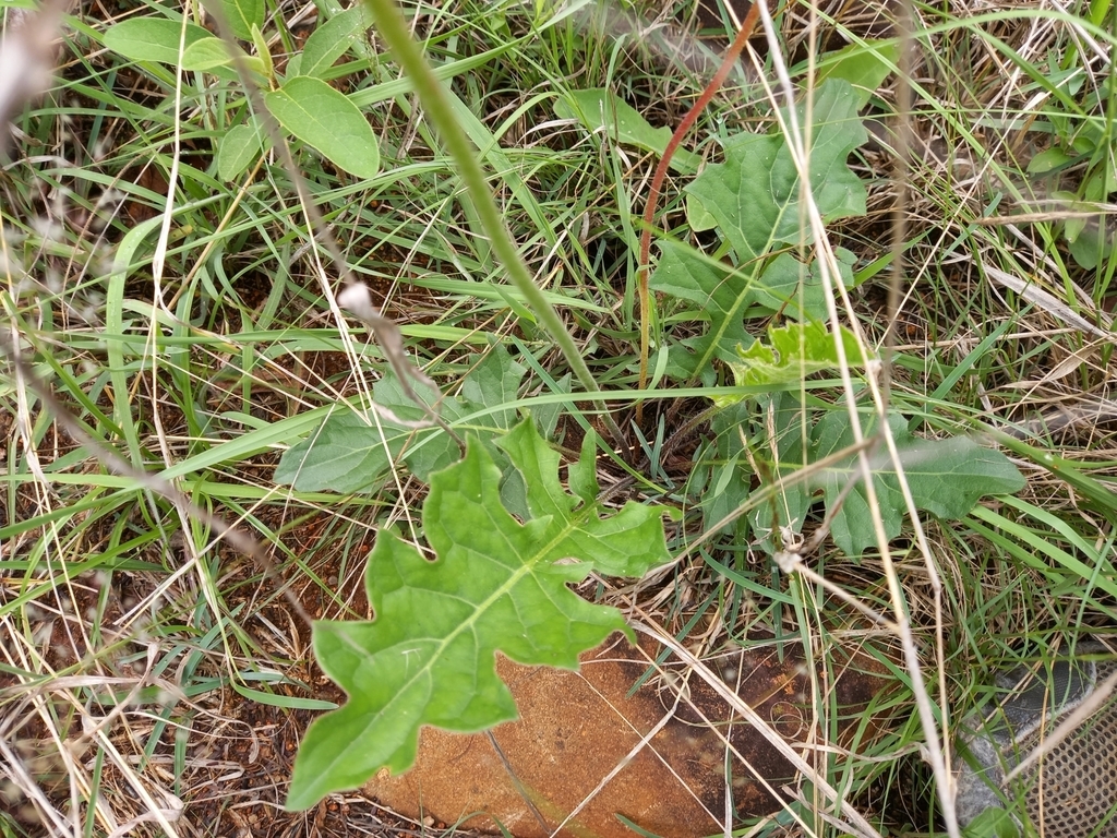Basal leaves-growing wild in S. Africa