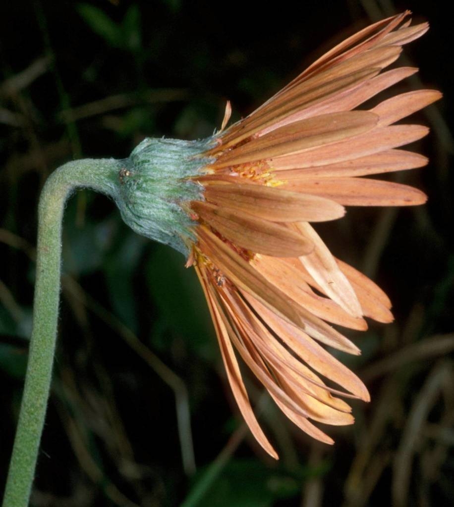 Side of flower and stem