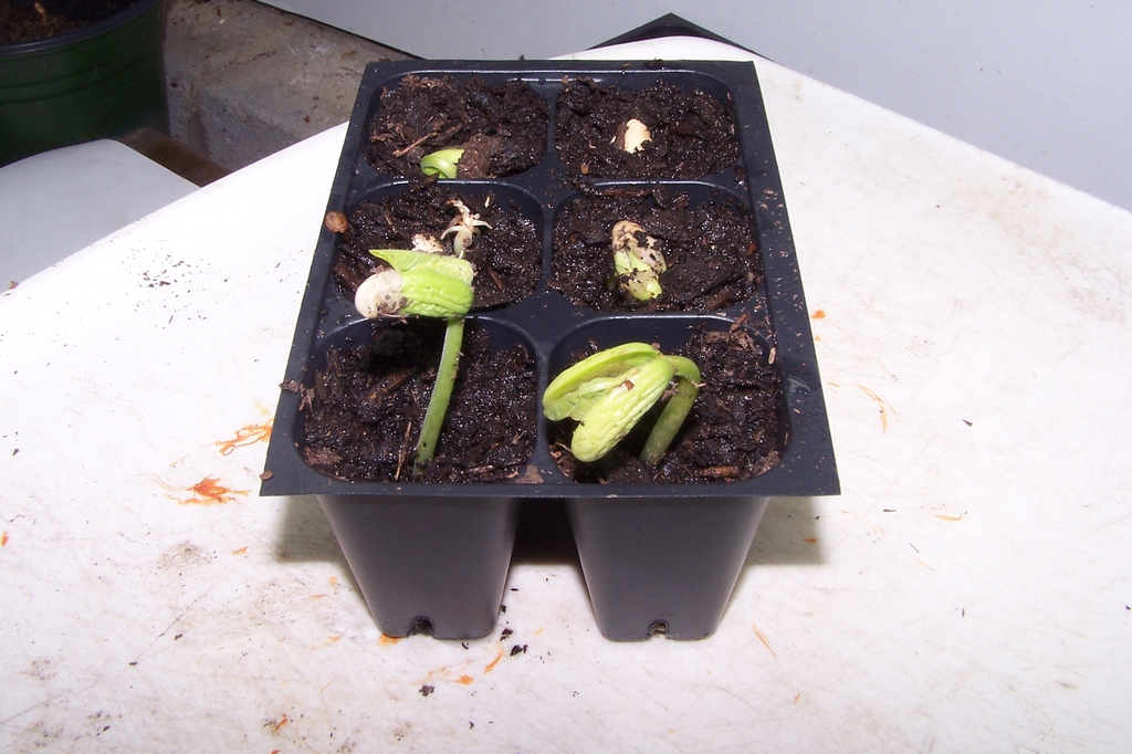 Germinated Seed - Durham County, NC