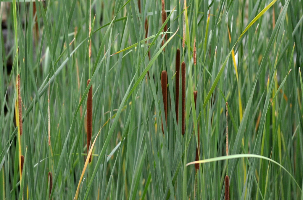Leaves and flowers