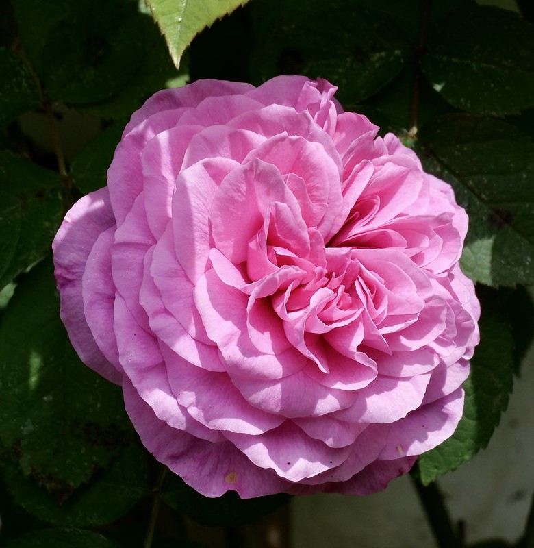 Pink, doubled, "quartered" rose.
