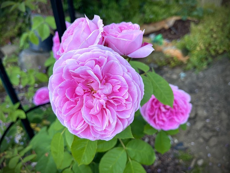 Pink, doubled, "quartered" rose.