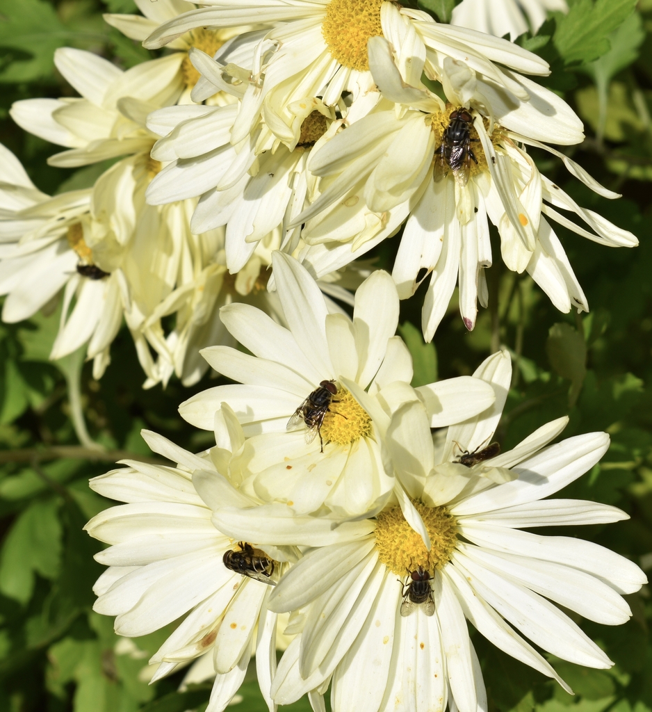 Fall yellow flowers covered in hover flies