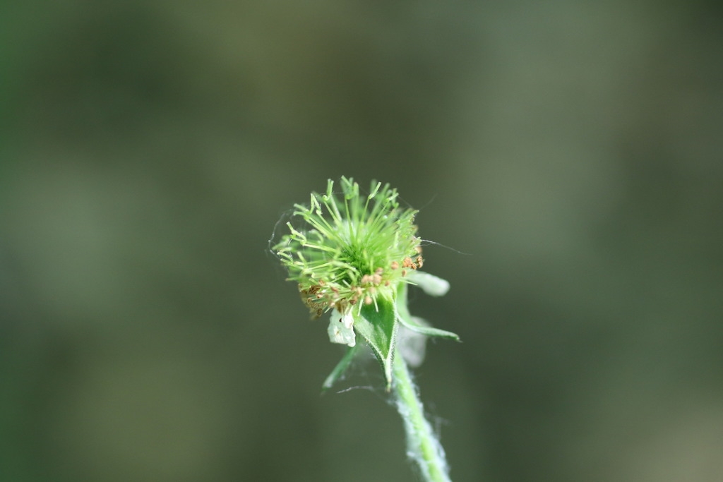 Achenes in June