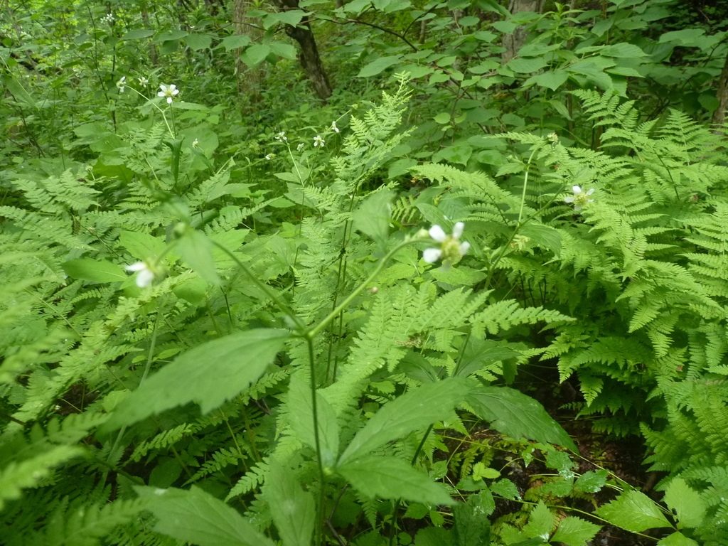 Blooming among ferns