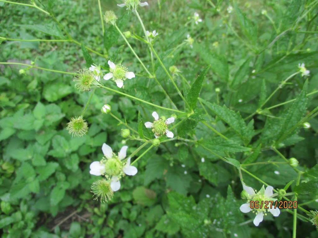 Flowering