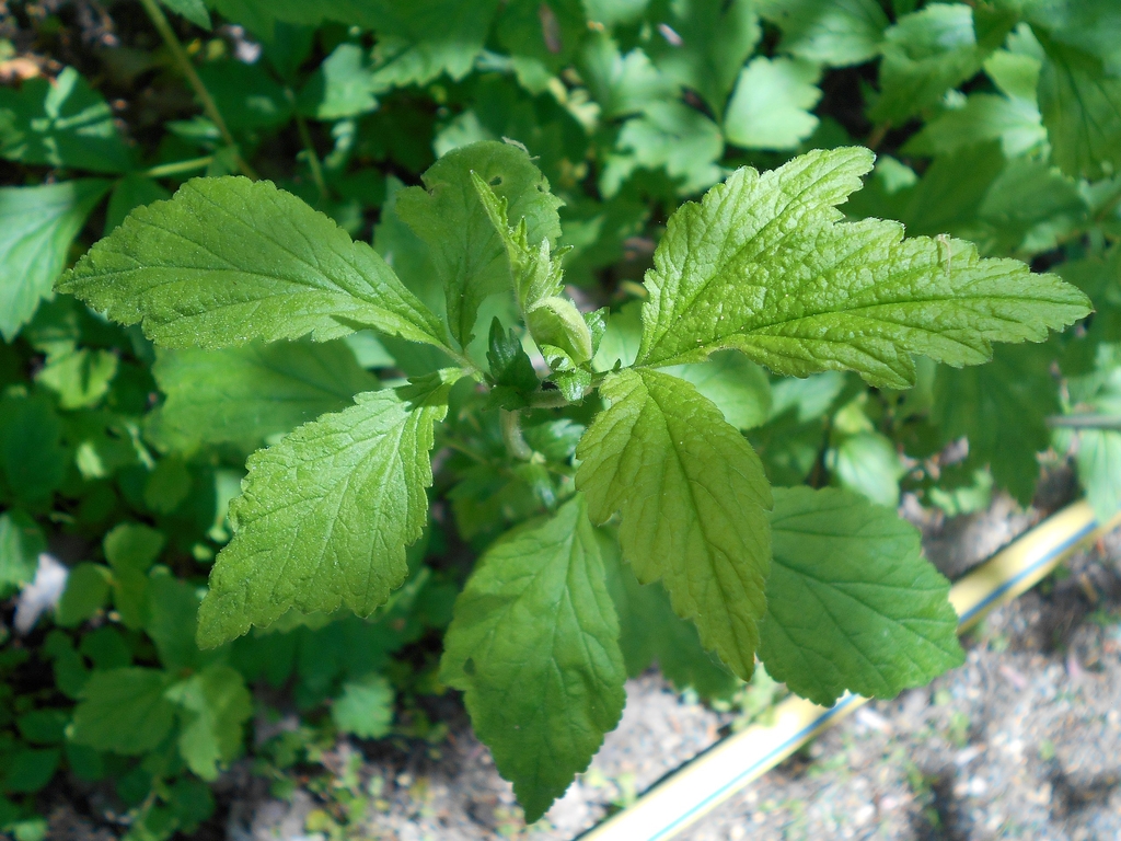 Leaves in May