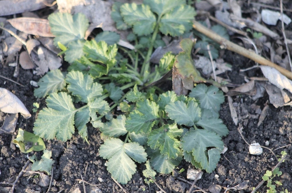 Rosette of leaves in March