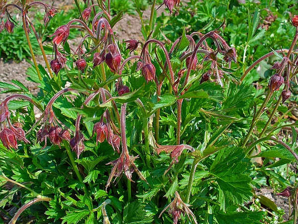 Geum rivale
