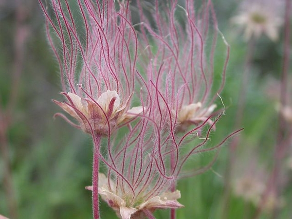 Geum trifolum