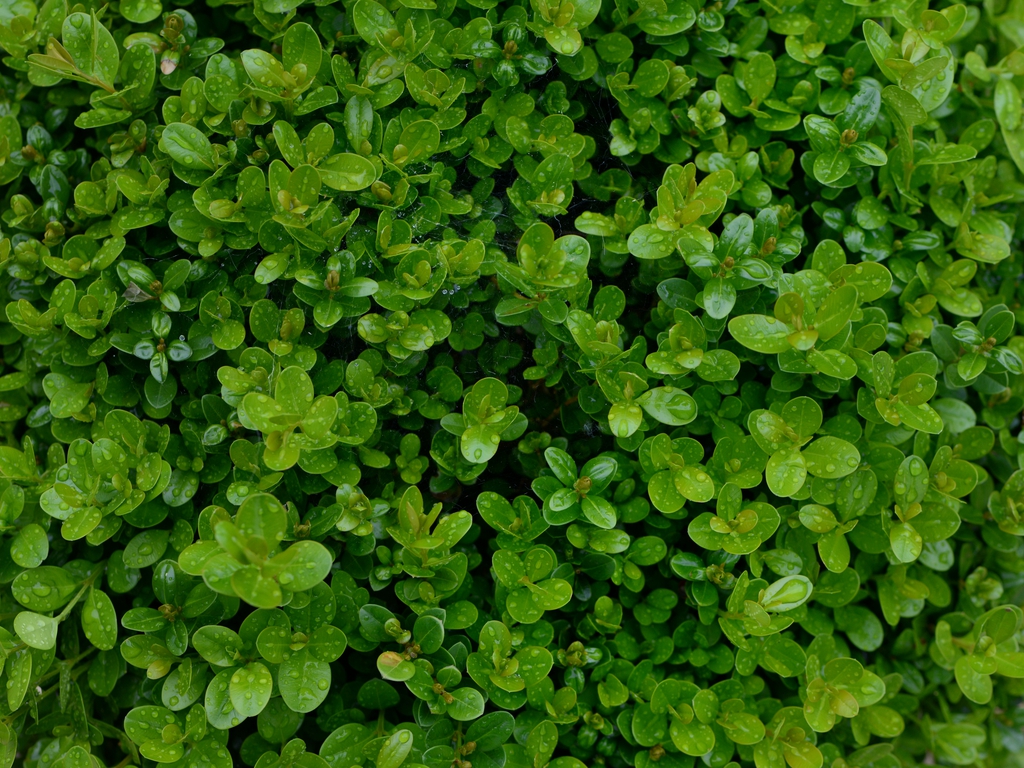 Leaves
