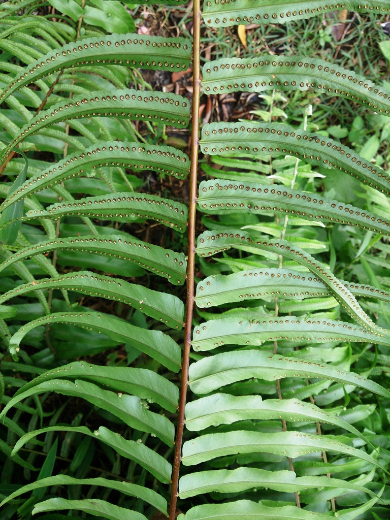 Nephrolepis biserrata