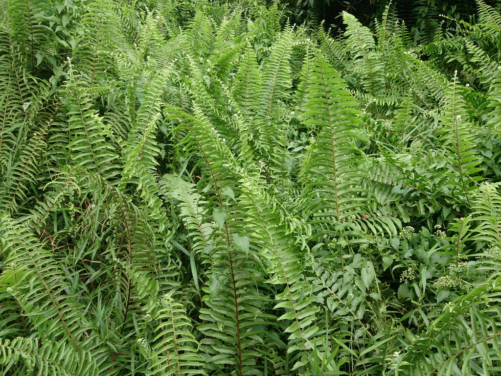Nephrolepis biserrata "Giant Sword Fern"