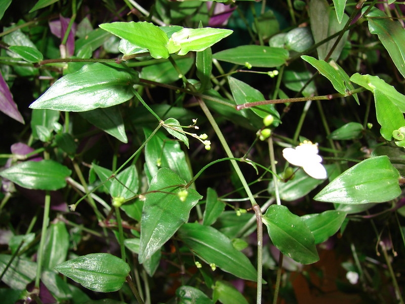 Creeping plant with green sheathing leaves & white flowers.