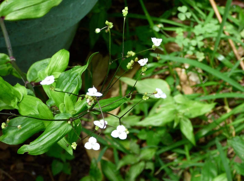 Creeping plant with green sheathing leaves & white flowers.