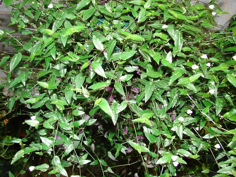 Creeping plant with green sheathing leaves & white flowers.