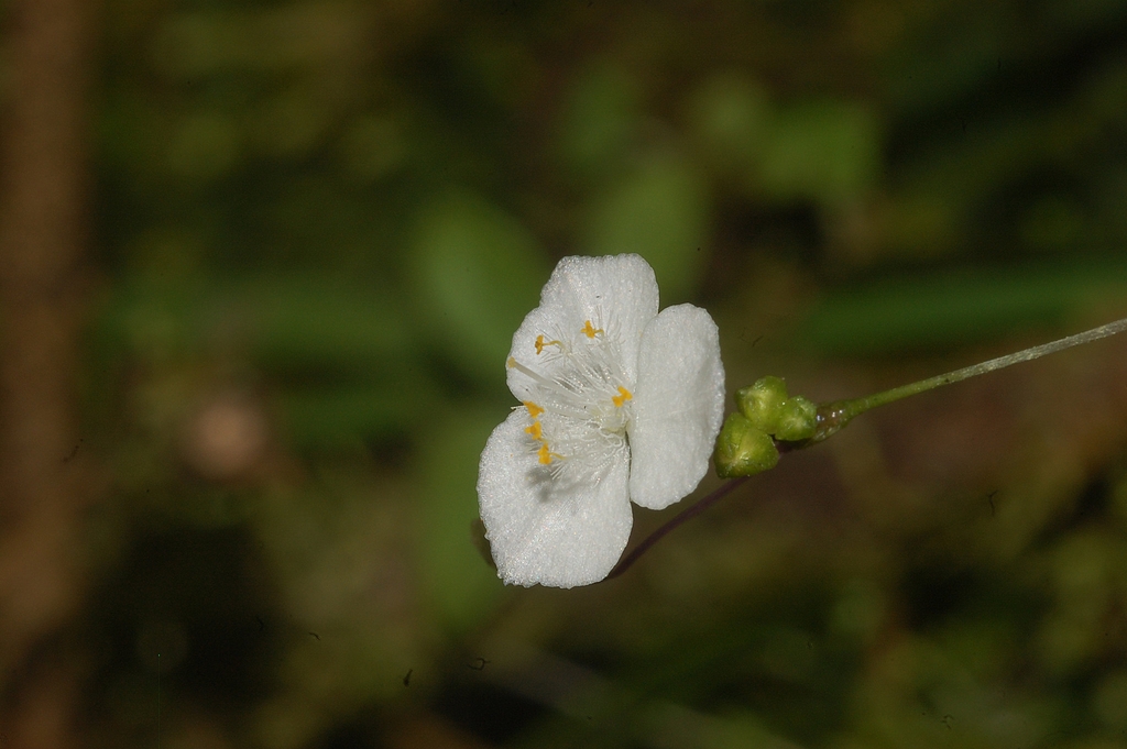Close up of 3 petaled flower