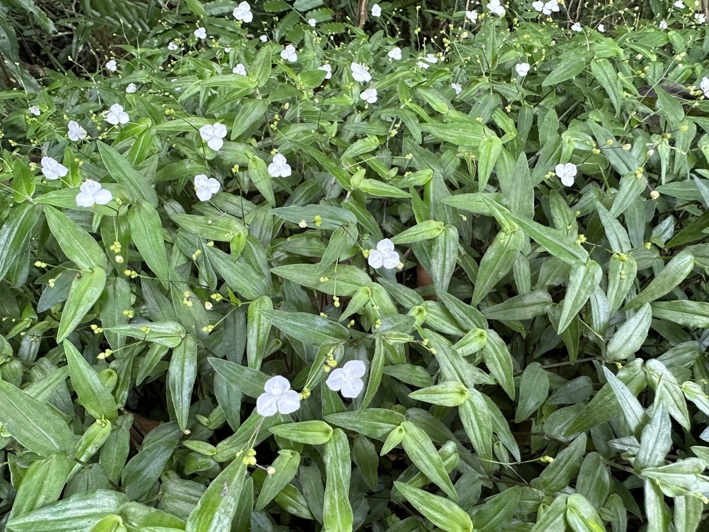 mounding plant with small white flowers.