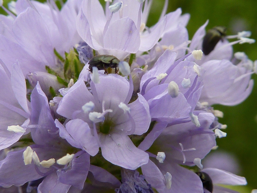 Flower close up